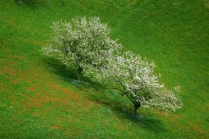 Izidor Jesenko - Poljansko drevo 3